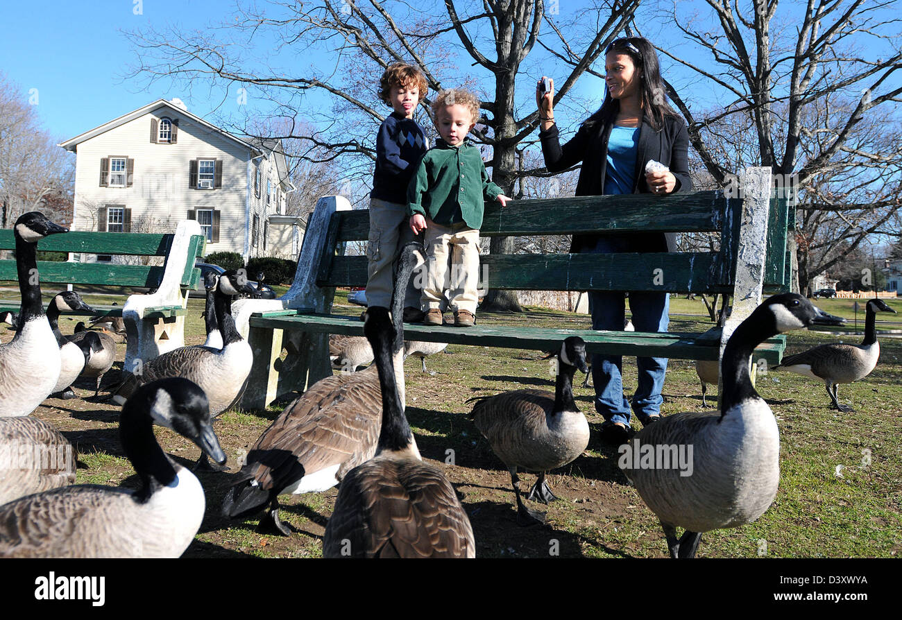 Mom takes photo as kids feed geese in CT USA Stock Photo