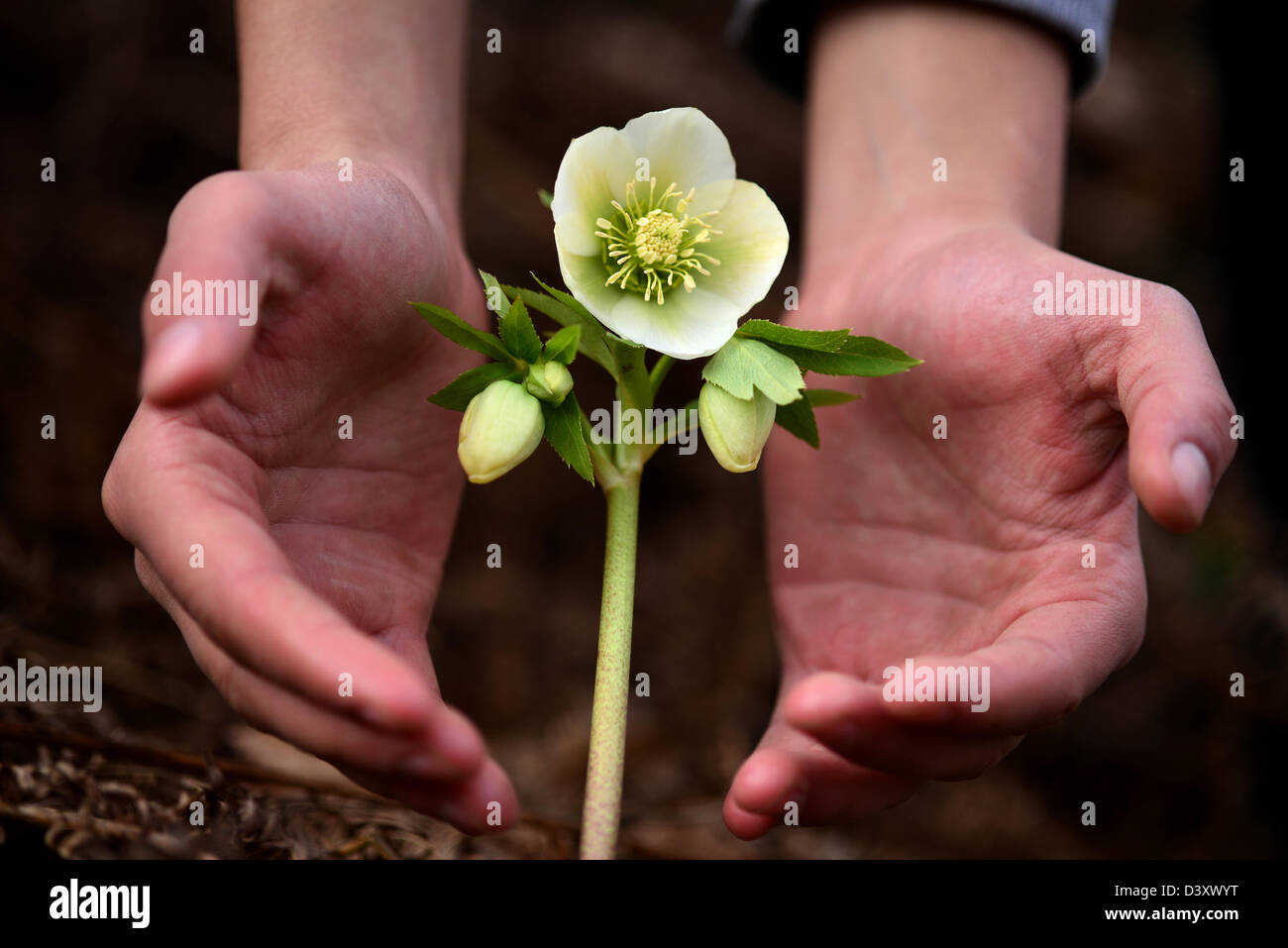 human hands protecting flower in nature Stock Photo