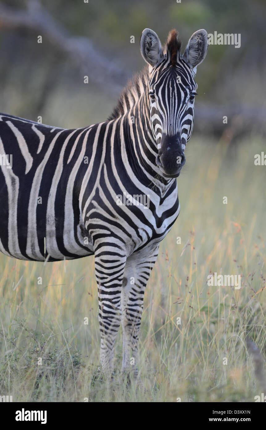 Photos of Africa, Plains Zebra facing camera Stock Photo Alamy