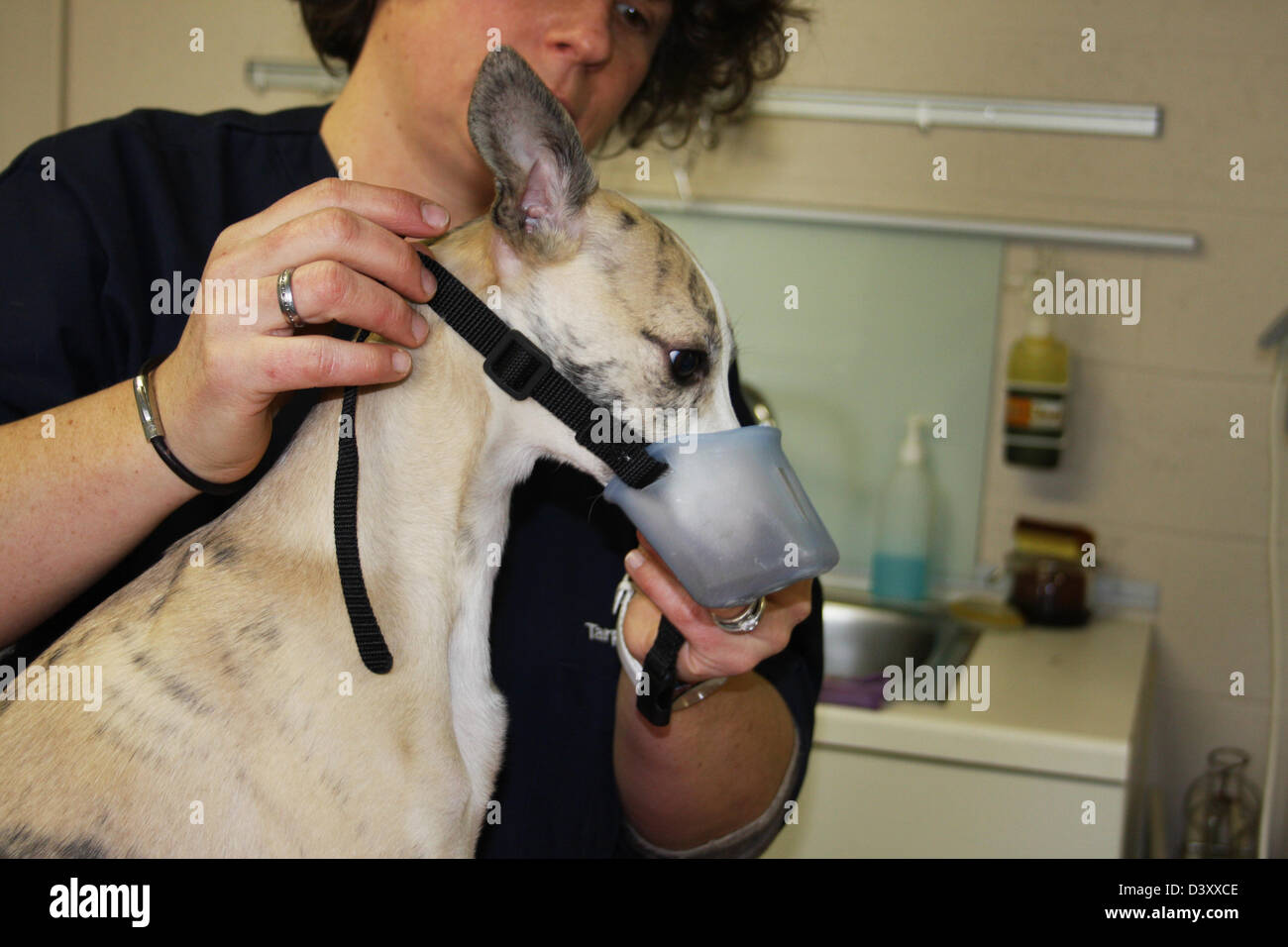 Do Whippets Need To Be Muzzled