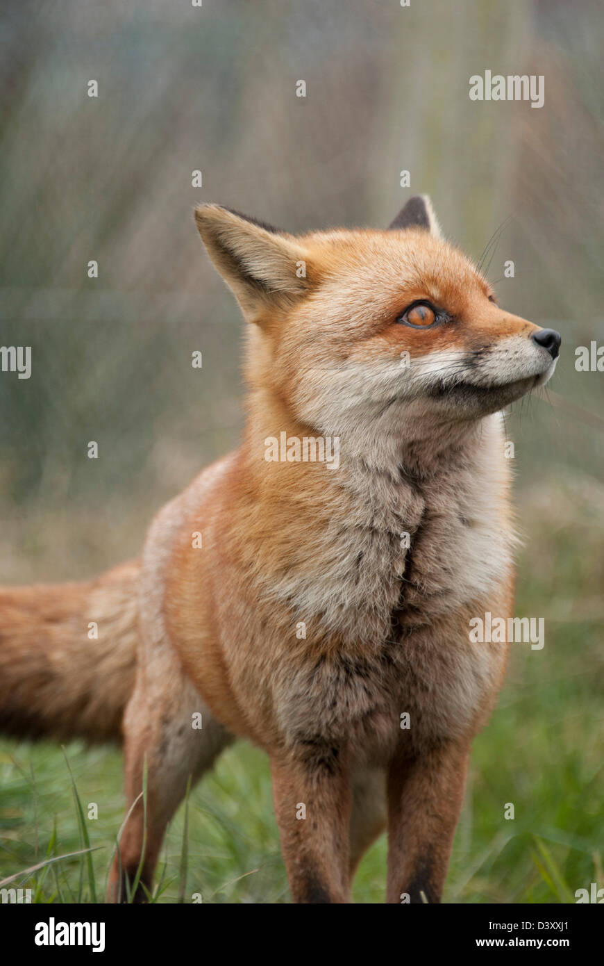 Bright eyed and bushy tailed, Red Fox Stock Photo