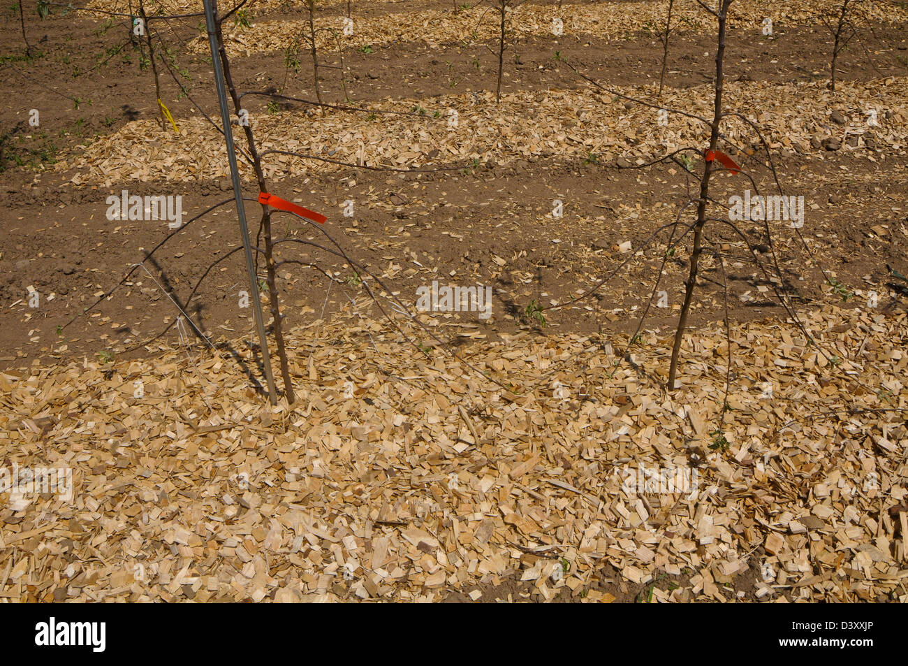 Tall spindle apple tree with branch training Stock Photo Alamy