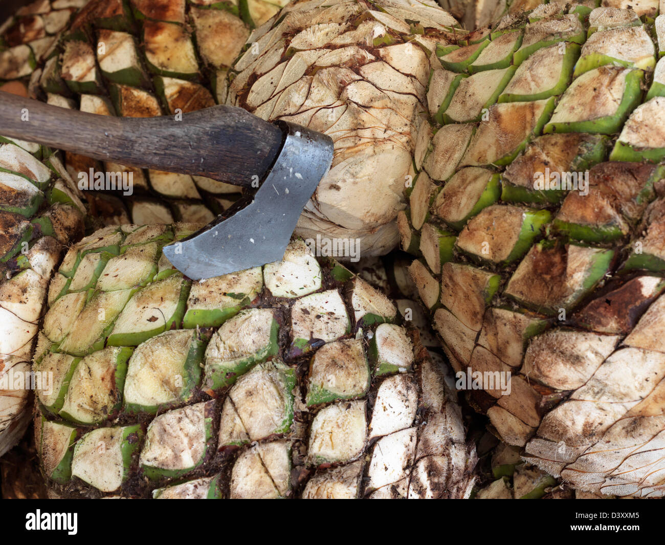Mexico,Jalisco,Tequila, blue agave plants harvested for tequila