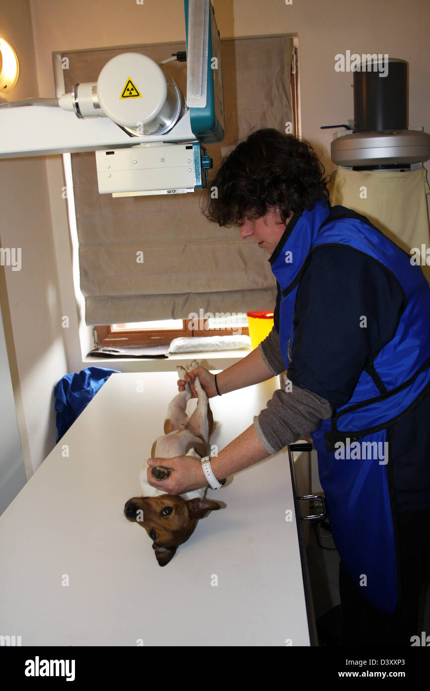 A Jack Russel Terrier dog receiving an x-ray by a veterinarian Stock Photo