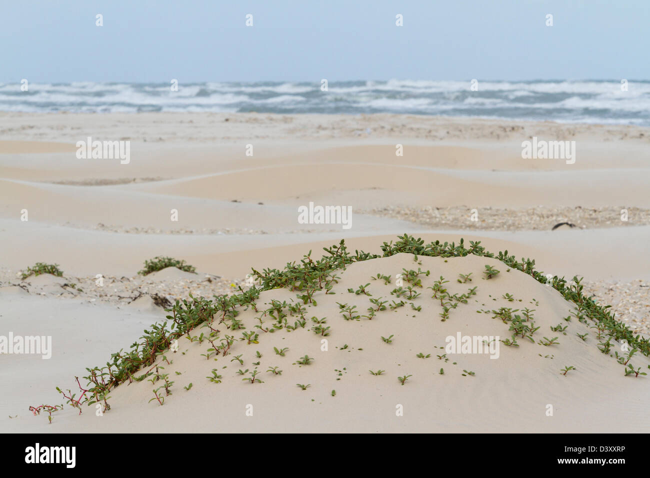 Coastal dunes of South Padre Island, TX. Stock Photo