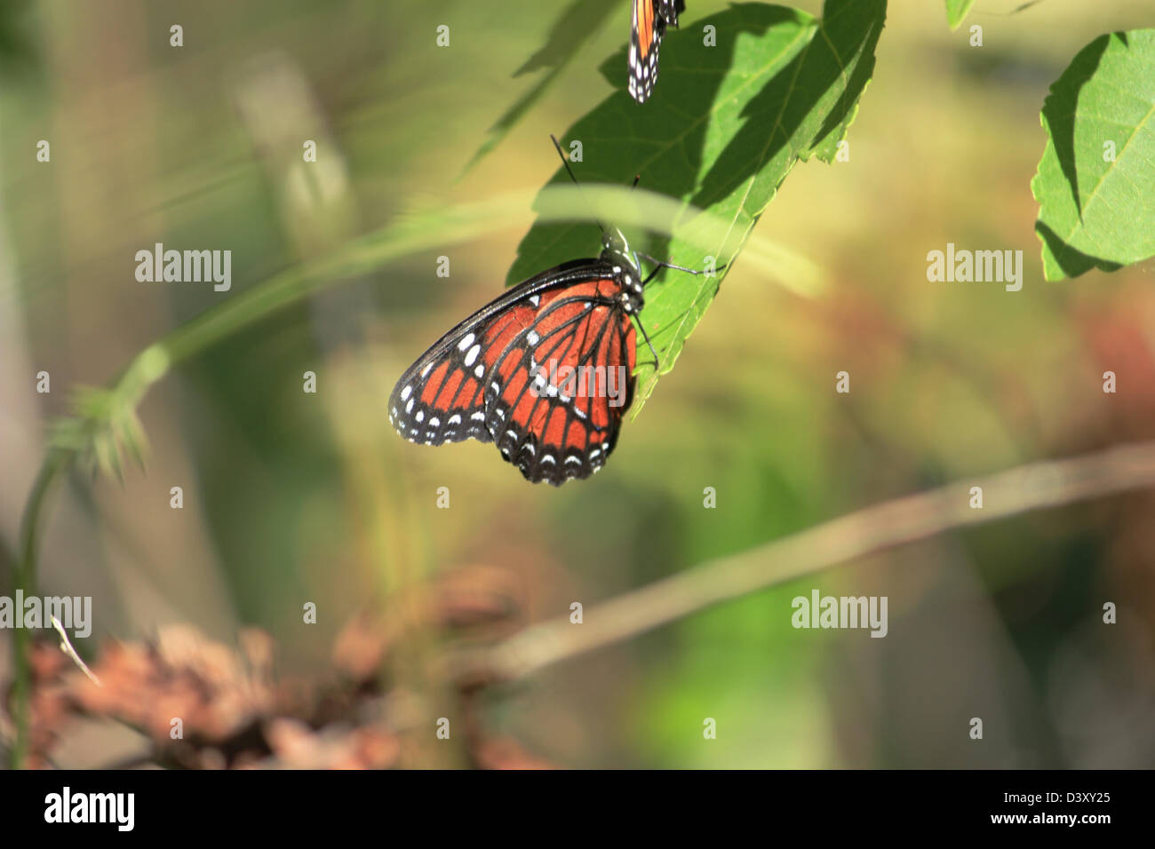 A monarch butterfly on a leaf Stock Photo - Alamy