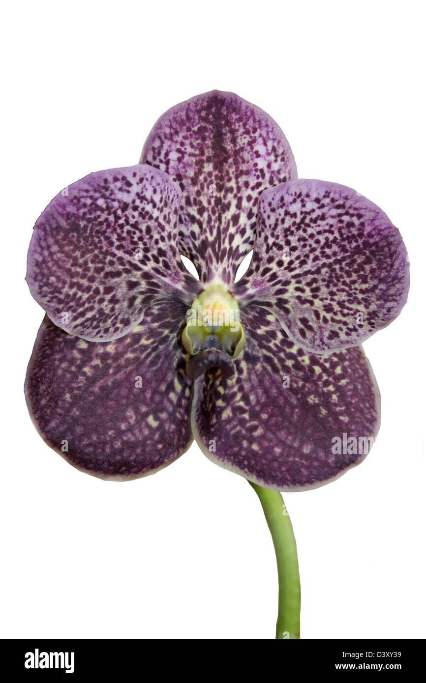 Dark Plum Spotted Vanda Orchid Cut-out Stock Photo