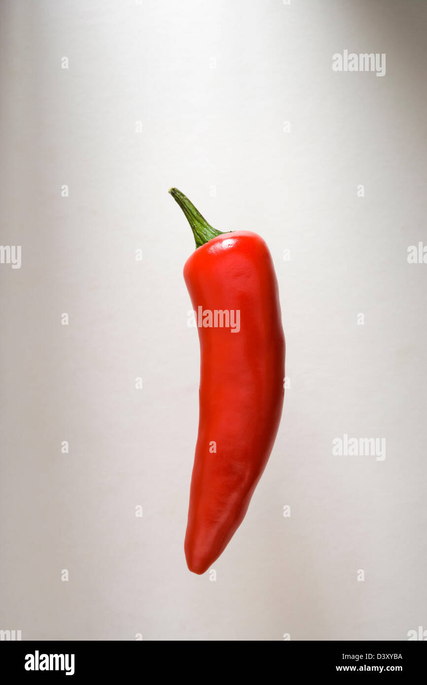 A single red chilli pepper against a white background Stock Photo - Alamy