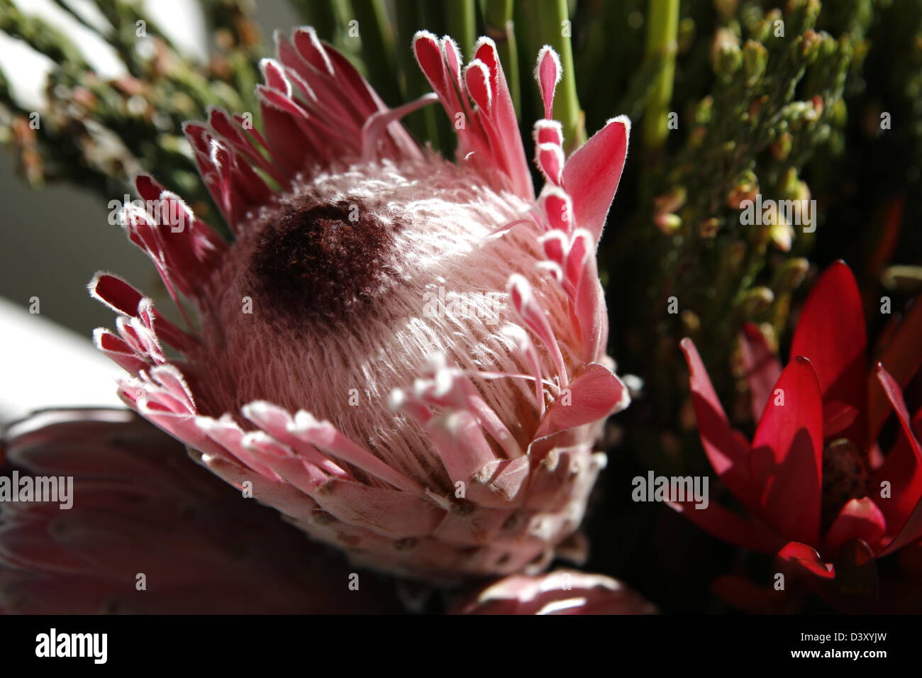 Pink Protea Flower Stock Photo