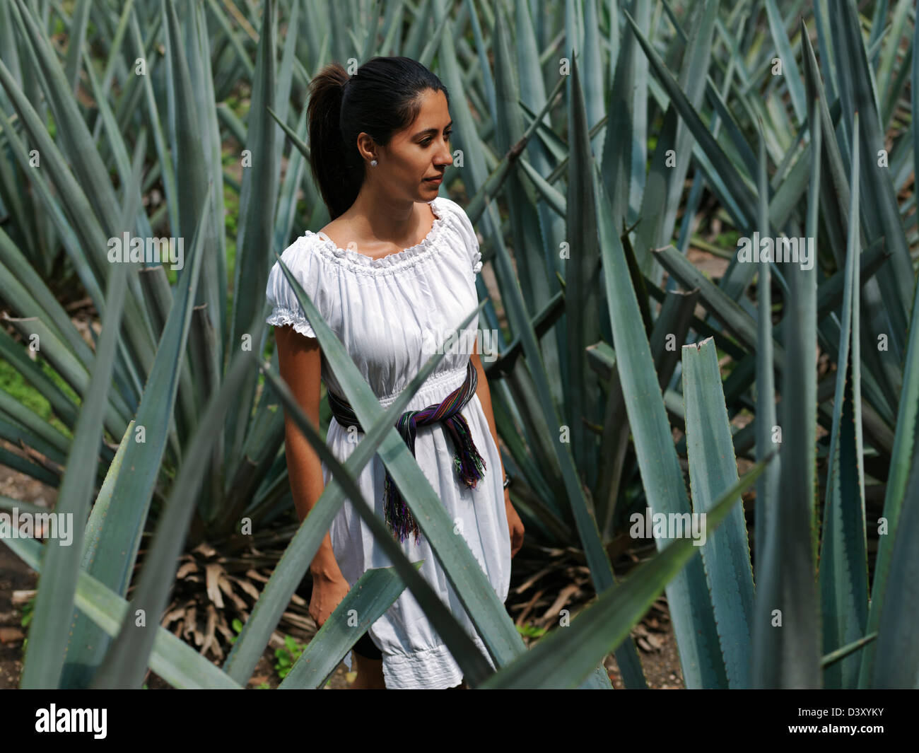 Mexico,Jalisco,Tequila, young Hispanic woman standing amongst blue agave plants used for the production of tequila Stock Photo