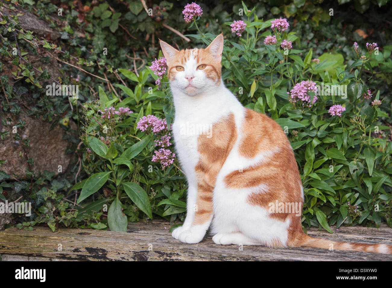 Ginger Cats Flowers Hi-Res Stock Photography And Images - Alamy