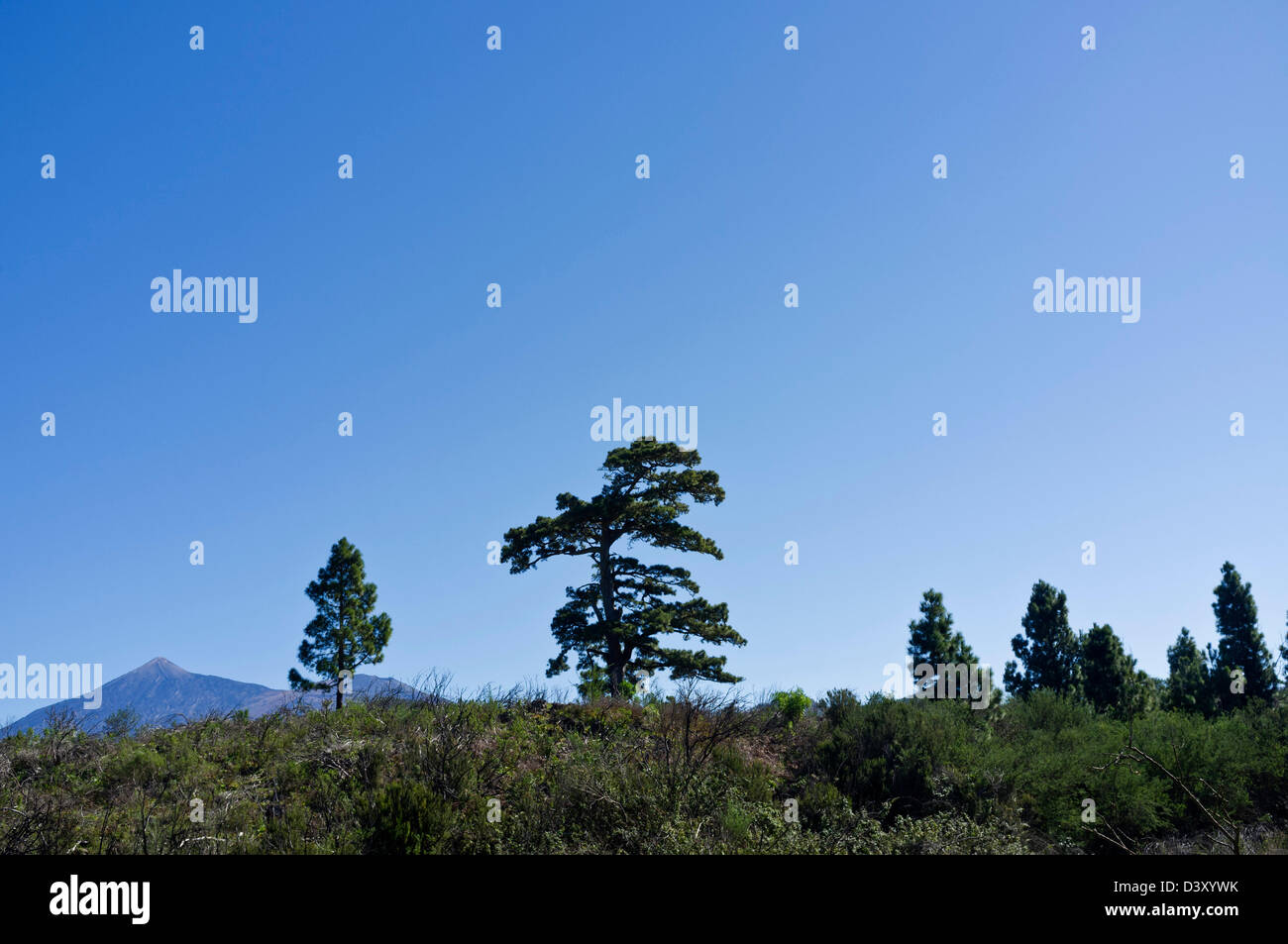 Canarian pine and Teide with blue sky, Tenerife, Canary Islands, Spain, Stock Photo