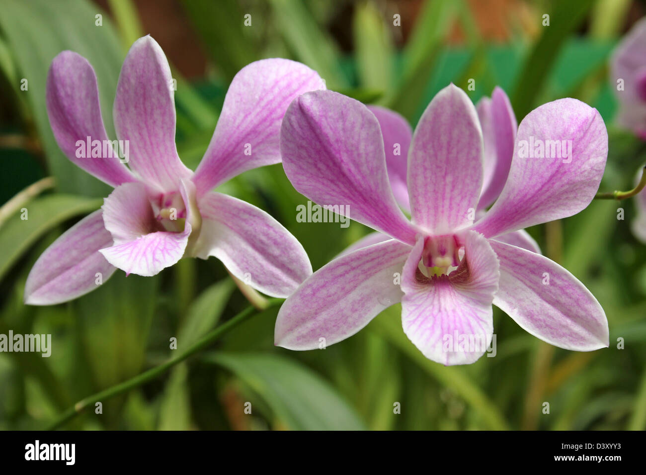 Pink Orchid In The Orchid House Of Peradeniya Botanical Gardens, Kandy, Sri Lanka Stock Photo