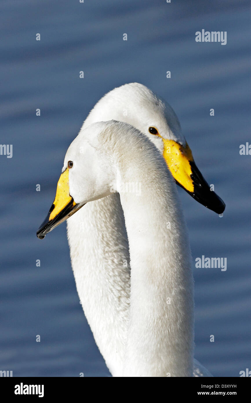 A portrait of a pair of Whooper Swans(Cygnus cygnus) Stock Photo