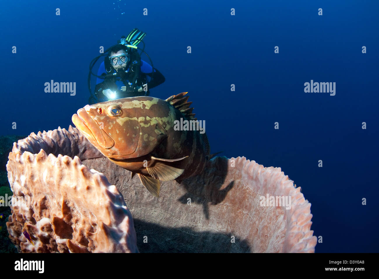 Diver exploring the Cayman Islands under water Stock Photo