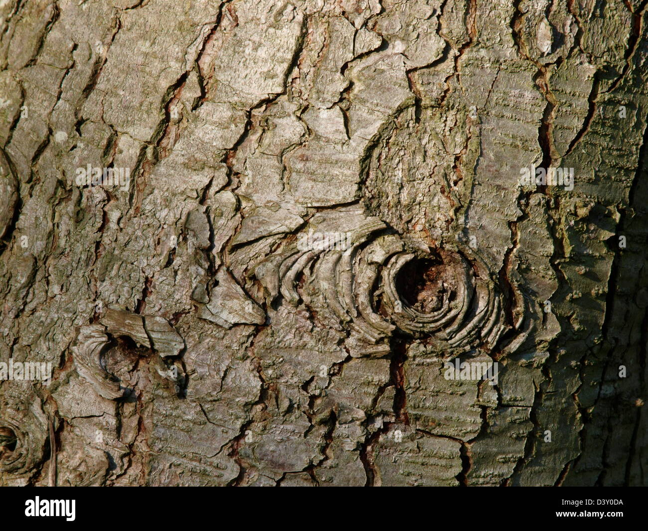 Tree trunk with knott Stock Photo