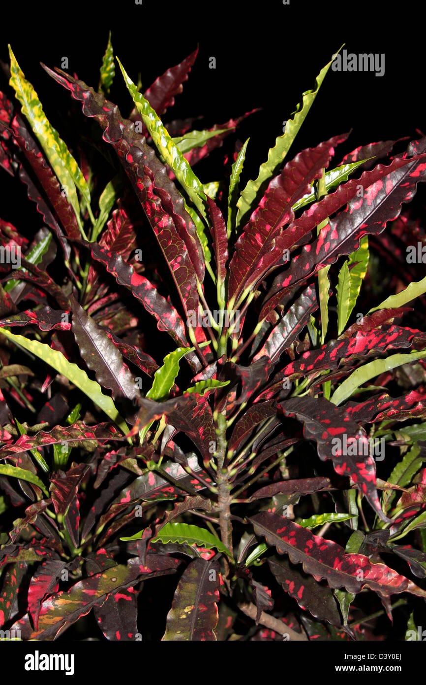 Croton Red Spot Leaves. The Newer Leaves Are Green With Yellow Spots