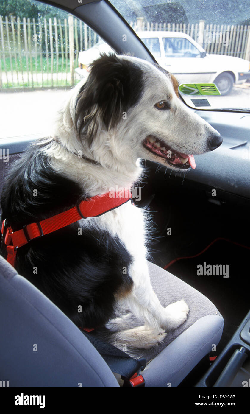 Do Dogs Need To Be Strapped Into Cars