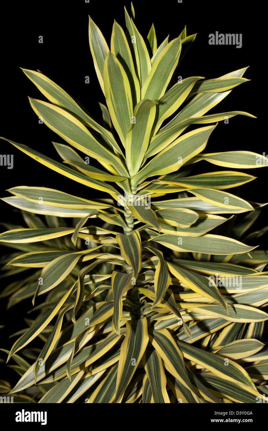 Dracena leaves hi-res stock photography and images - Alamy