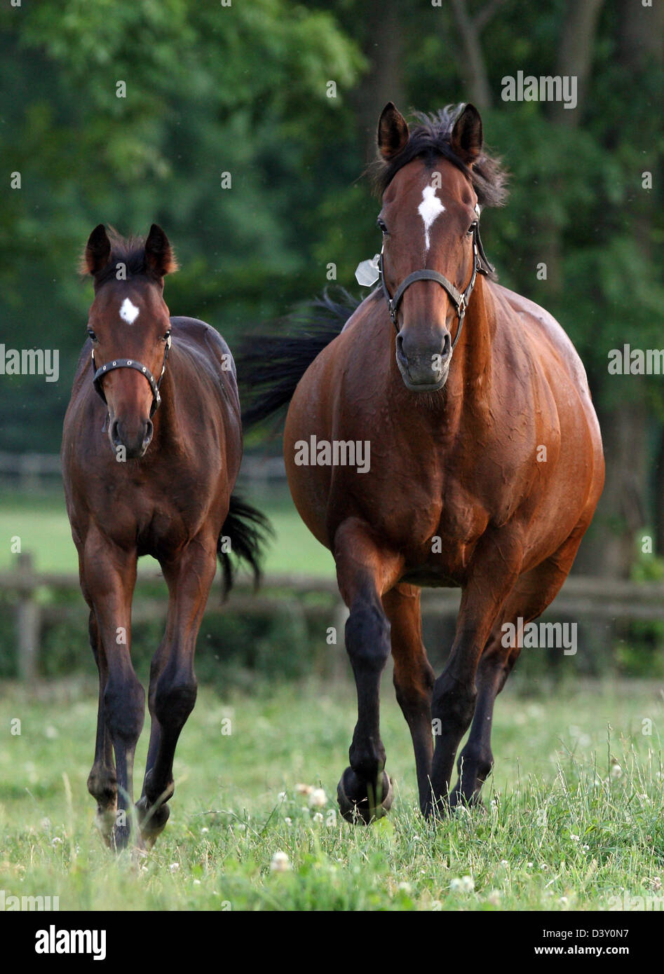 Görlsdorf, Germany, trotting mare and foal in pasture Stock Photo