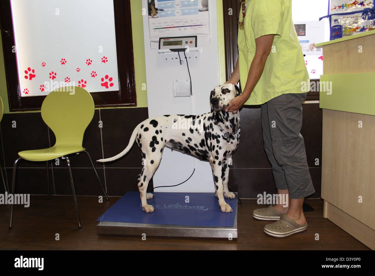 Veterinary weighs a dog Dalmatian / Dalmatiner / Dalmatien Stock Photo
