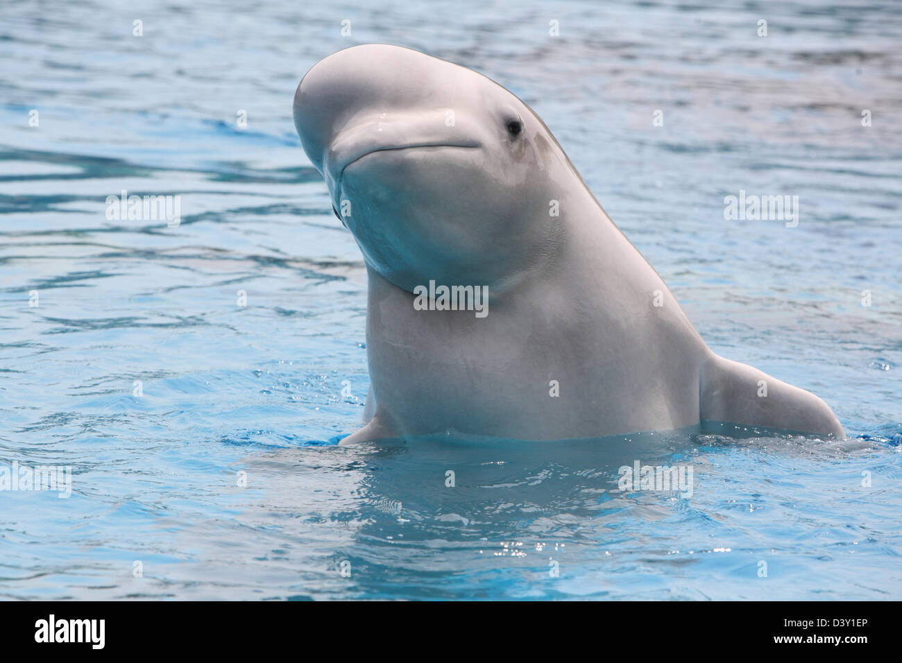 beluga whale Stock Photo