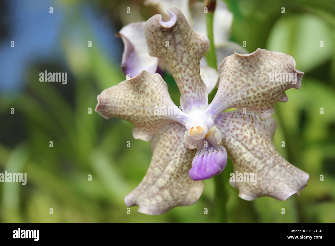 Vanda Orchid Stock Photo