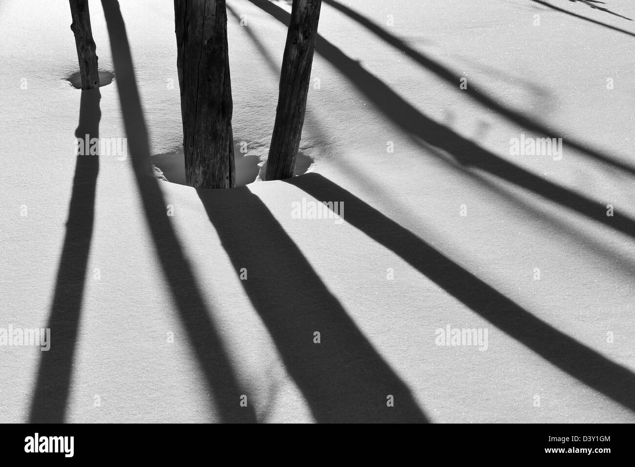 Shadows cast by burnt trees on a sunny winter day on the slopes of Wing Ridge in the Wallowa Mountains of Oregon. Stock Photo