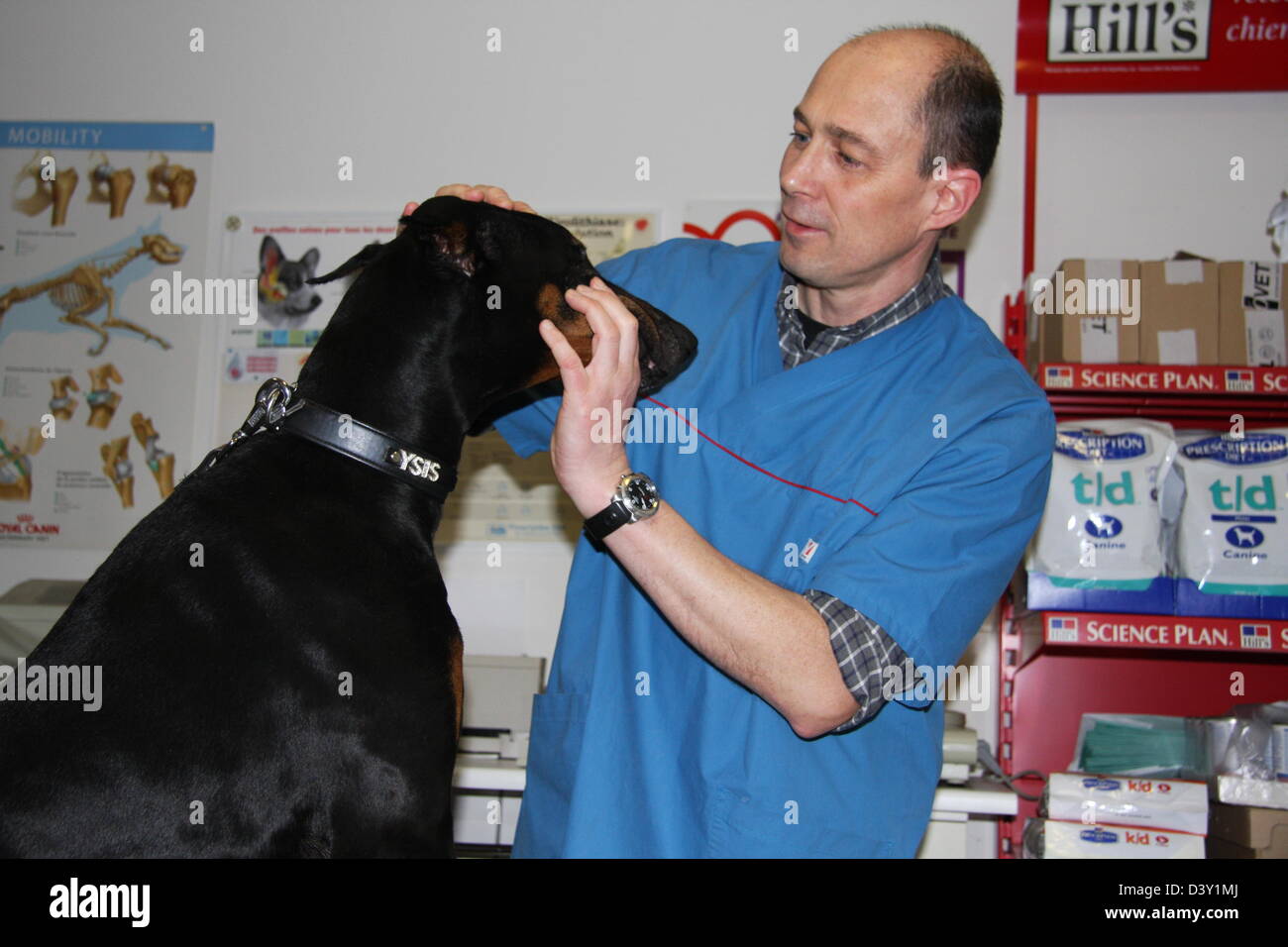 Dog  Doberman /  veterinarian examines the eyes Stock Photo