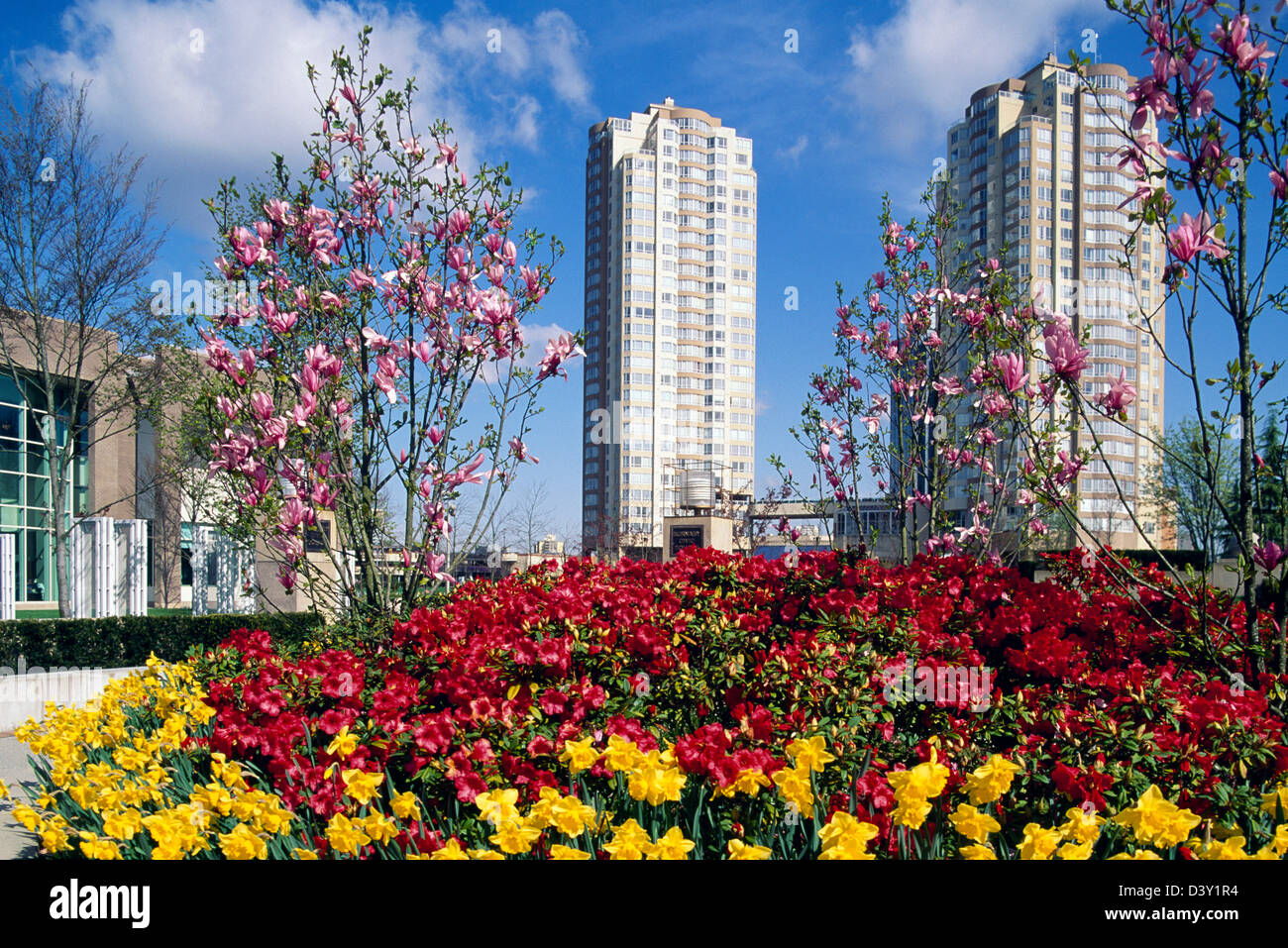Burnaby, BC, British Columbia, Canada Spring Flowers, Magnolia Stock