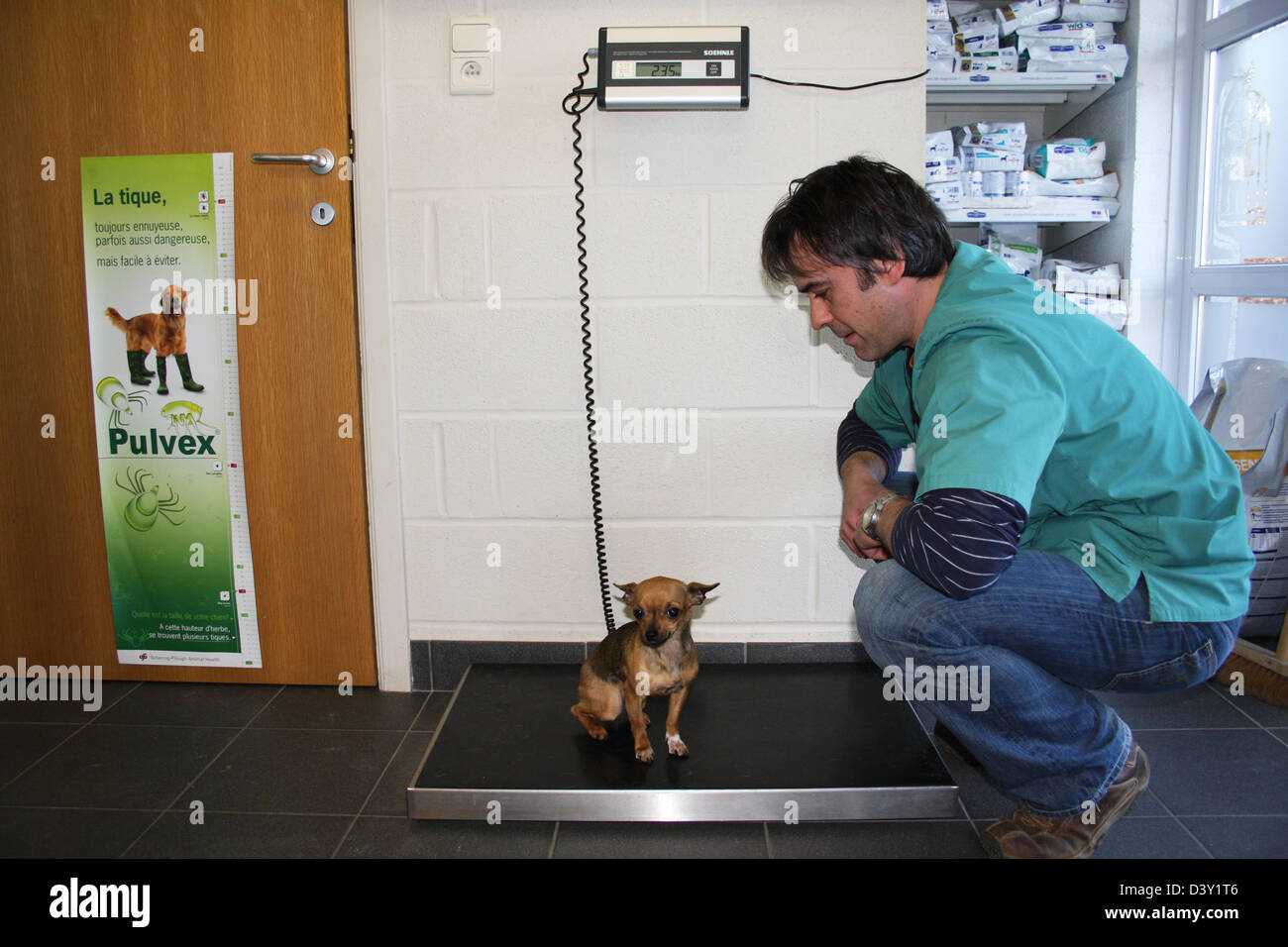 Veterinary weighs a dog Chihuahua Stock Photo