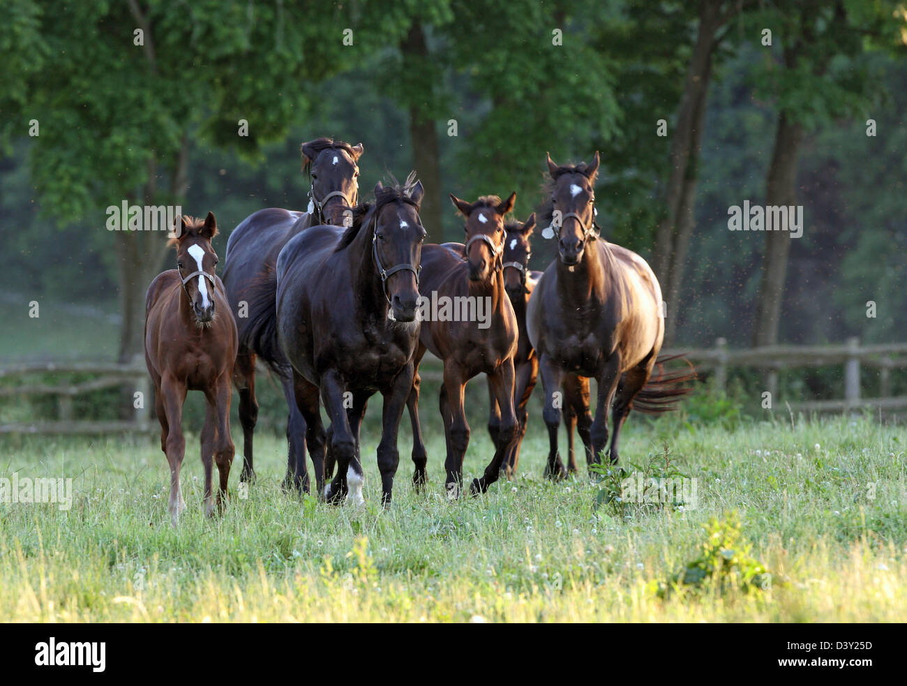 Görlsdorf, Germany, mares and foals gallop on pasture Stock Photo