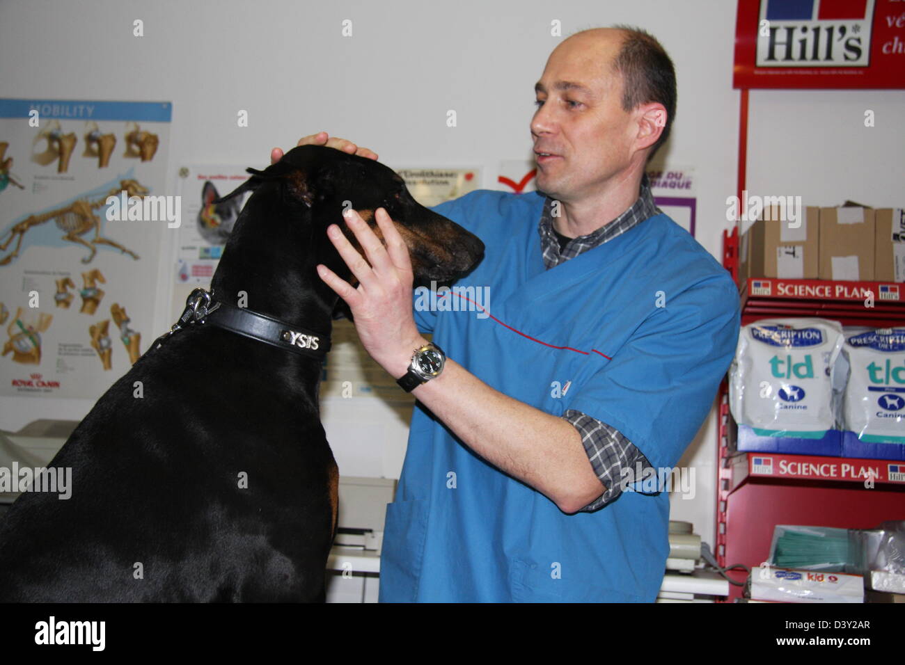 Dog Doberman /  veterinarian examines the eyes Stock Photo