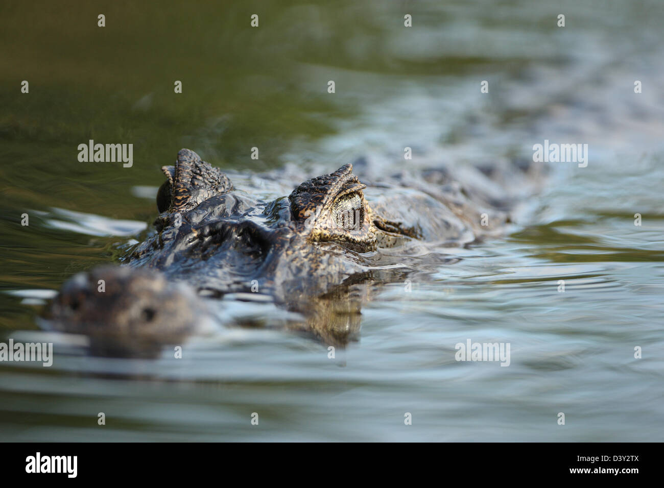 Crocodylians High Resolution Stock Photography and Images - Alamy