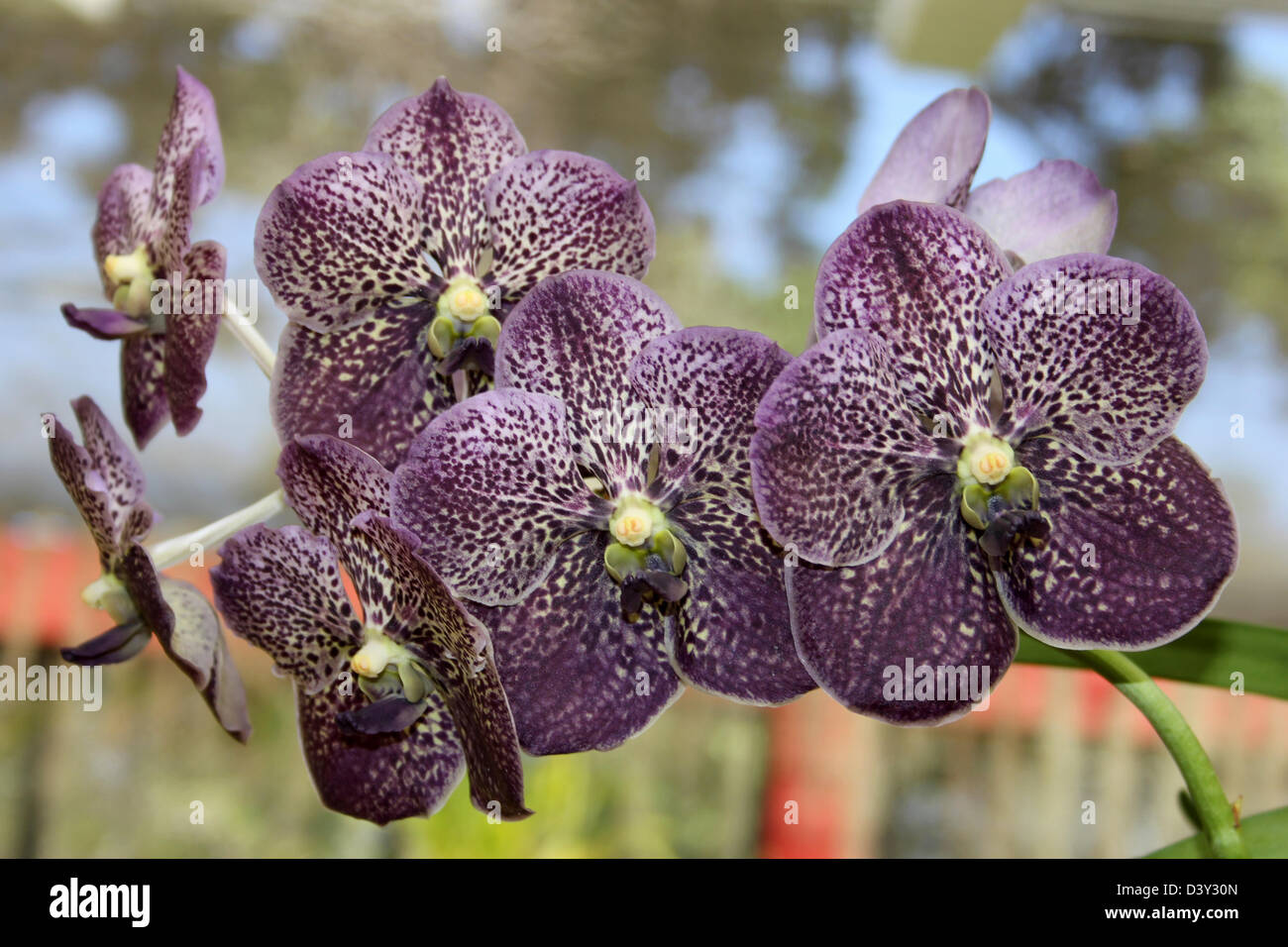 Dark Plum Spotted Vanda Orchid In The Orchid House Of Peradeniya Botanical Gardens, Kandy, Sri Lanka Stock Photo