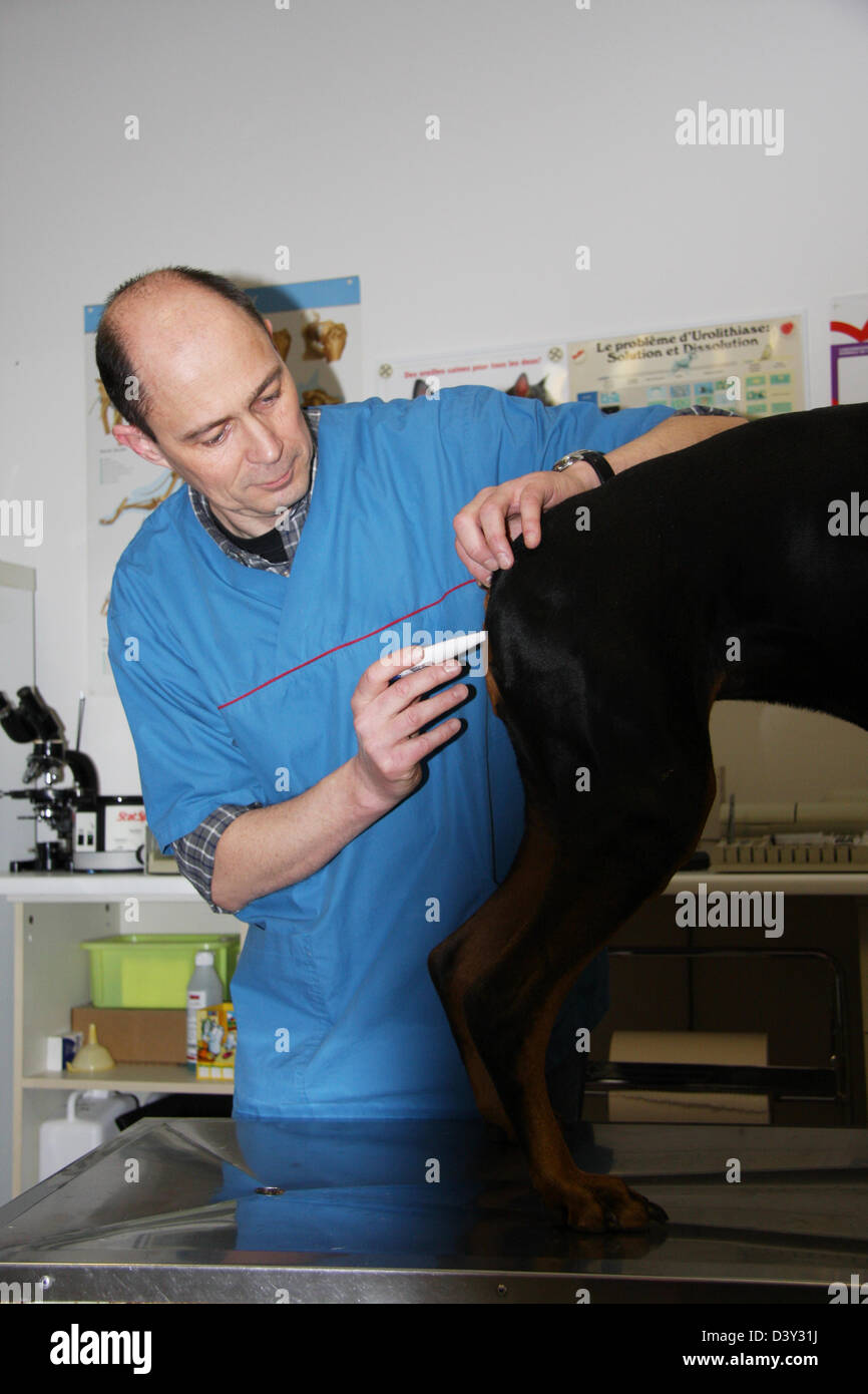 Veterinary taking temperature to a dog Dobermann / Doberman Pinscher