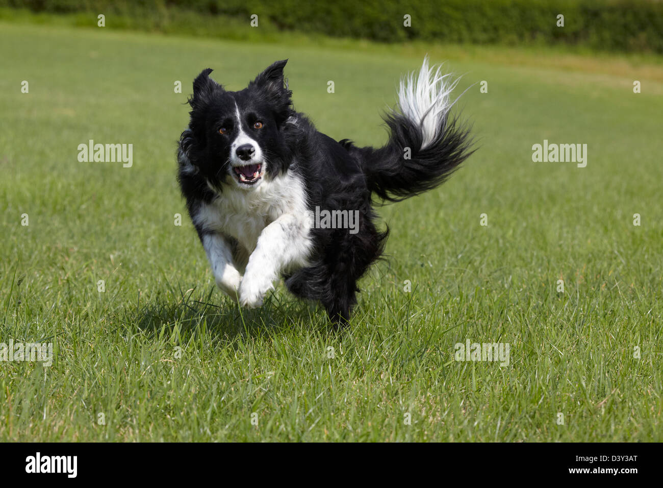 Border collie dog running Stock Photo Alamy
