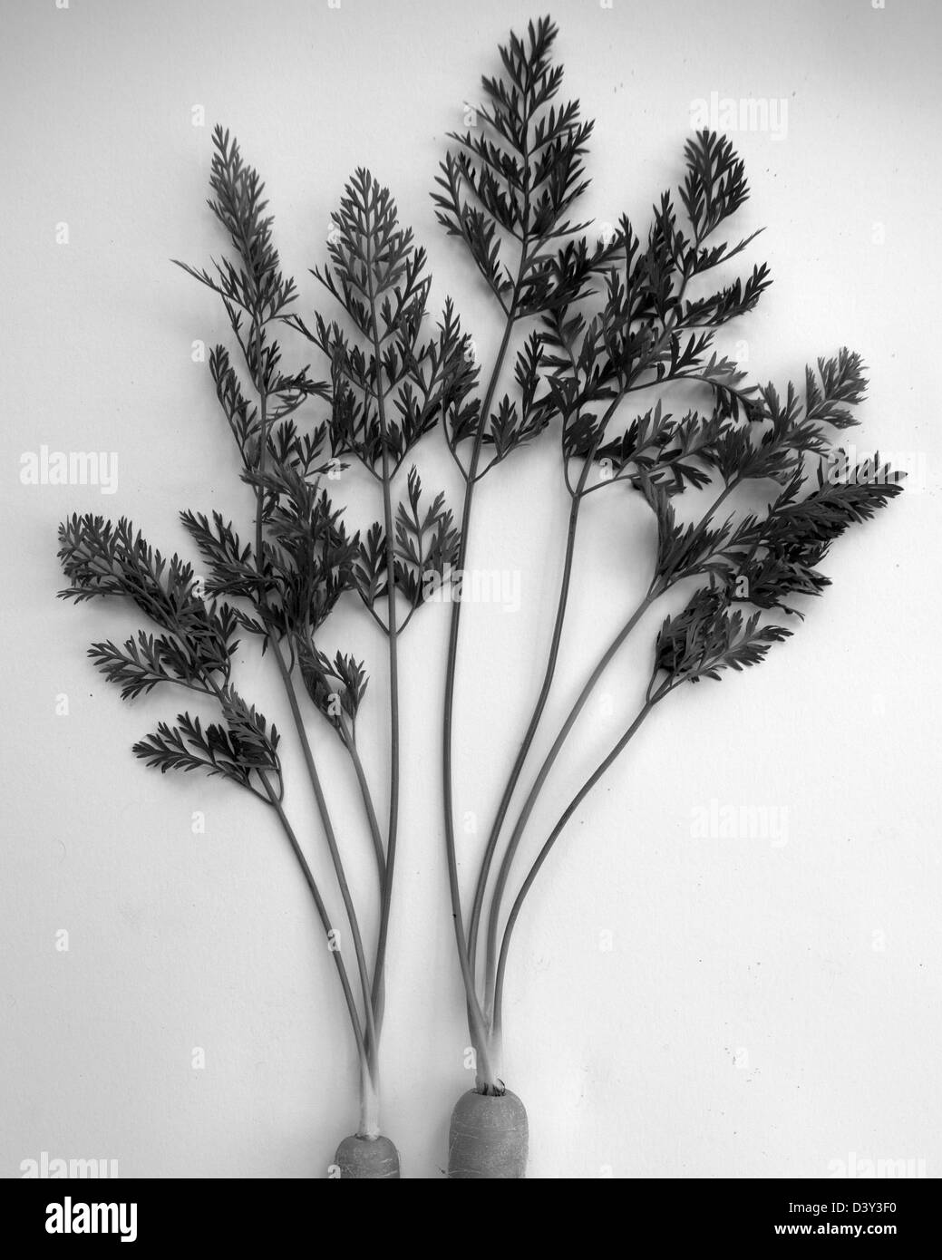 Carrots Black and White Stock Photos & Images - Alamy