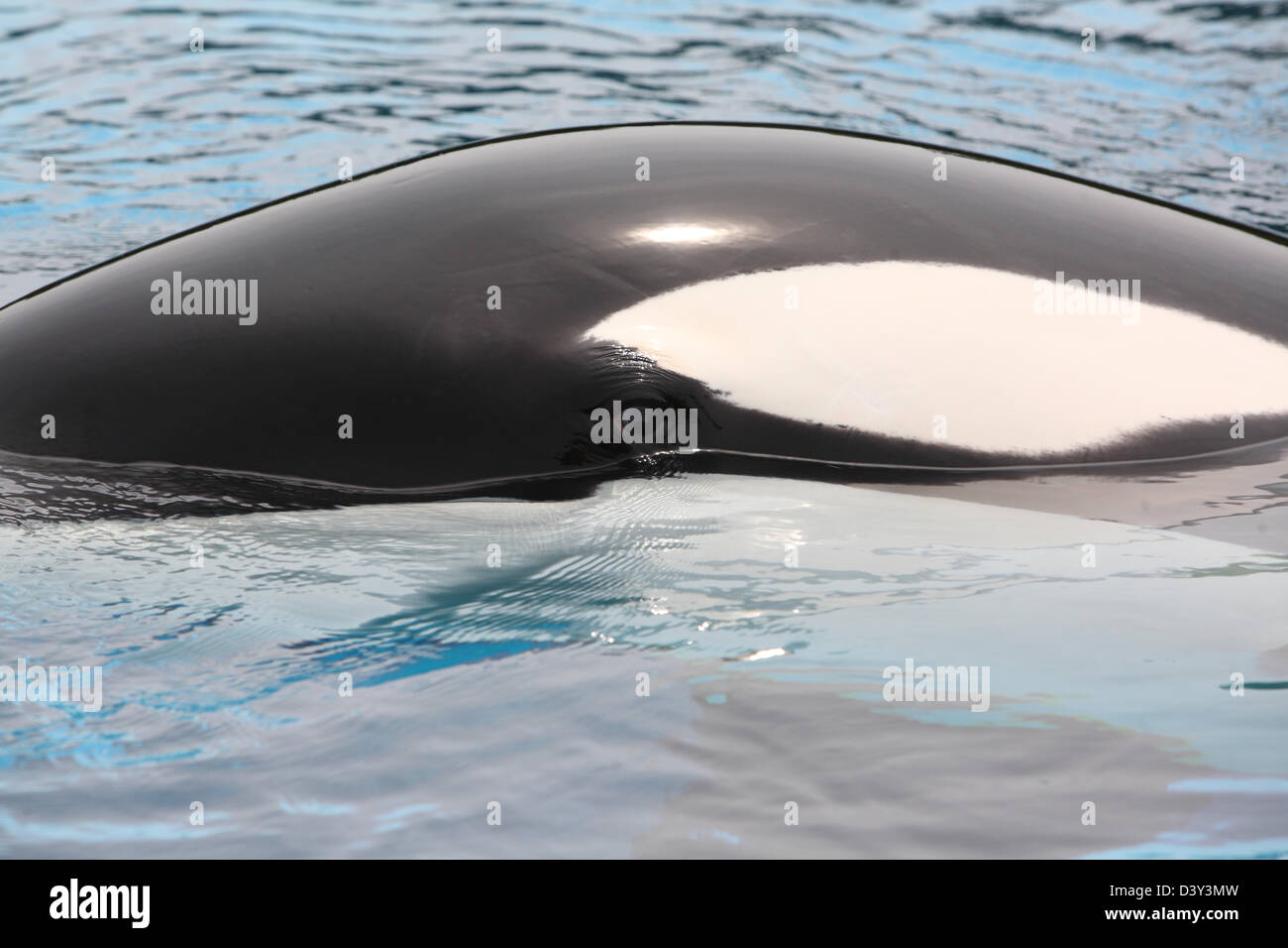 killer whale in aquarium Stock Photo Alamy
