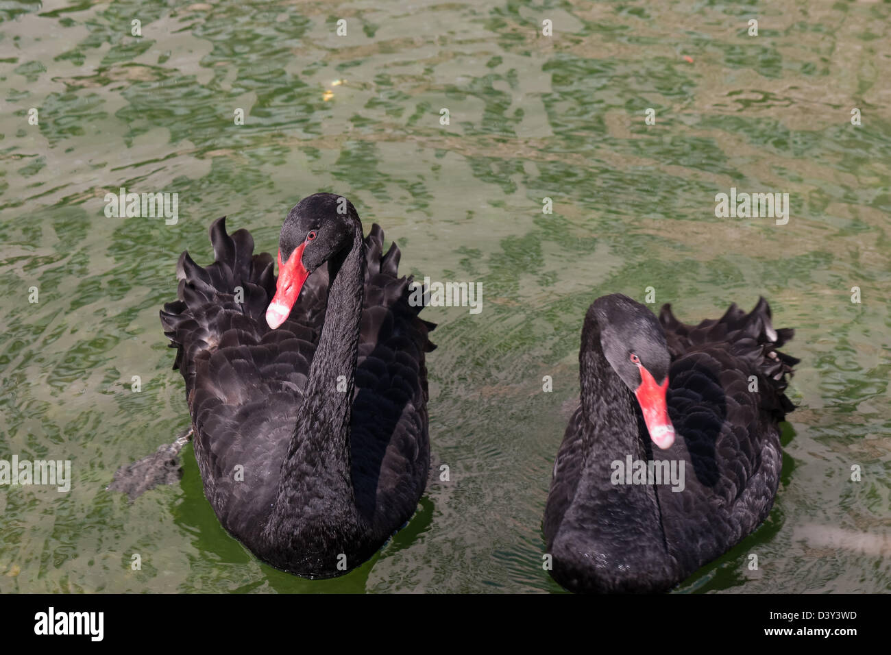 A couple of black swans I've found in Aruba. Stock Photo