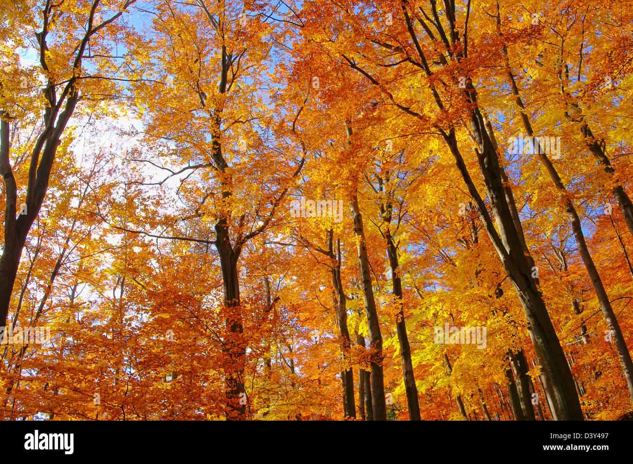 Buchenwald im Herbst - beech forest in fall 35 Stock Photo