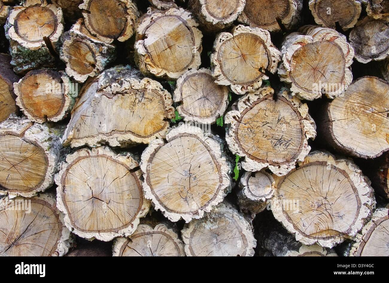 Holzstapel Korkeiche - stack of wood from cork oak 05 Stock Photo