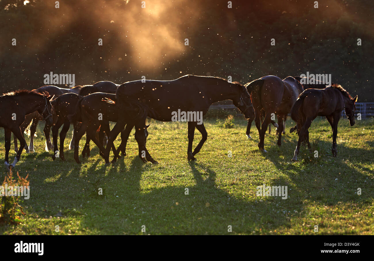 Görlsdorf, Germany, mares and foals are plagued by flies in the pasture Stock Photo