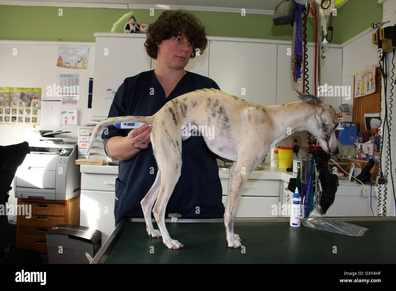 Veterinary taking temperature to a dog Whippet (English Greyhound