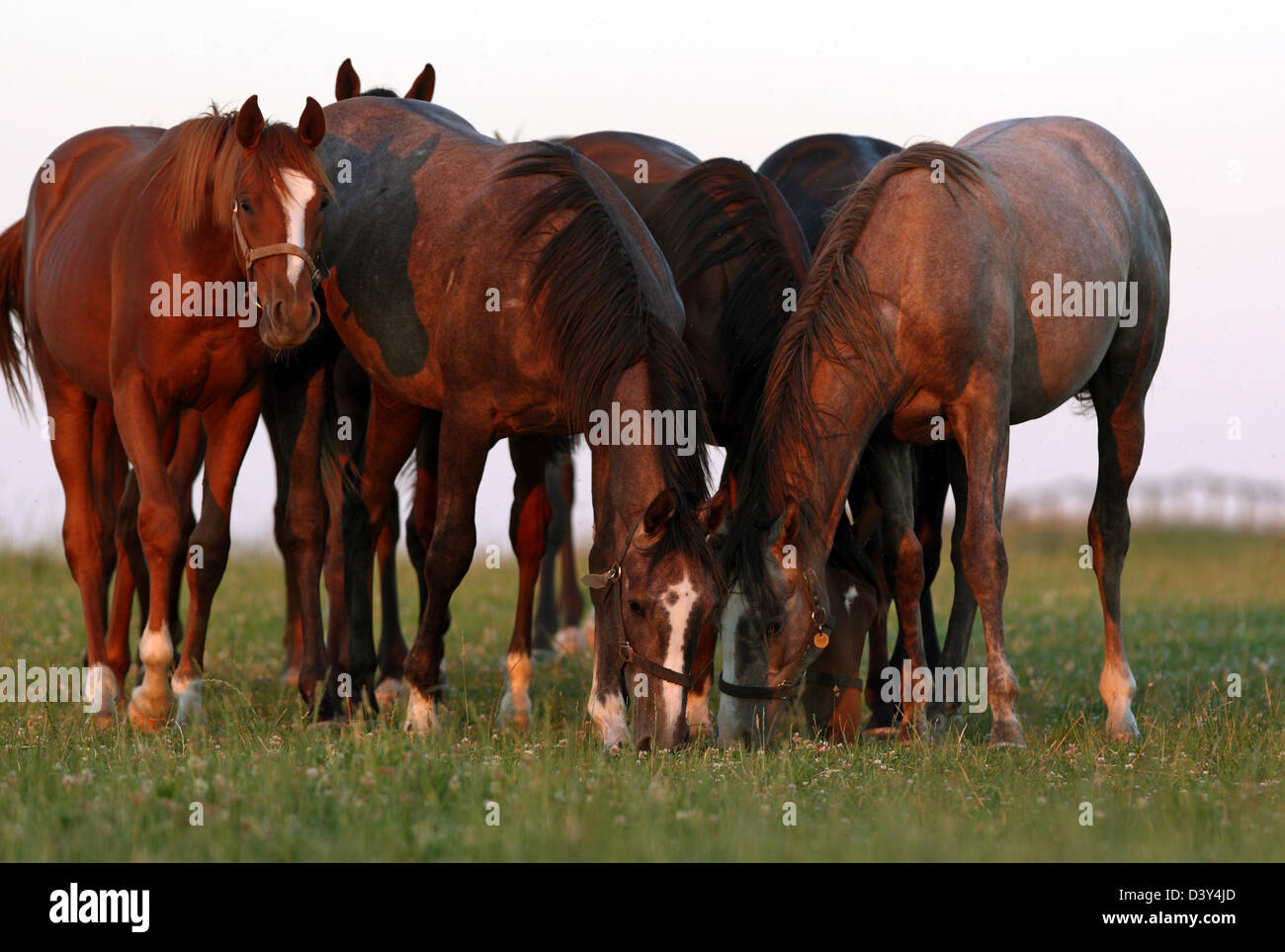 Görlsdorf, Germany, horses in the evening in the pasture Stock Photo