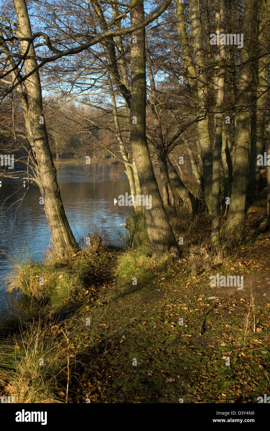 Trees in early spring by a lake with late afternoon sunshine at Wollaton Park, Nottingham. Stock Photo