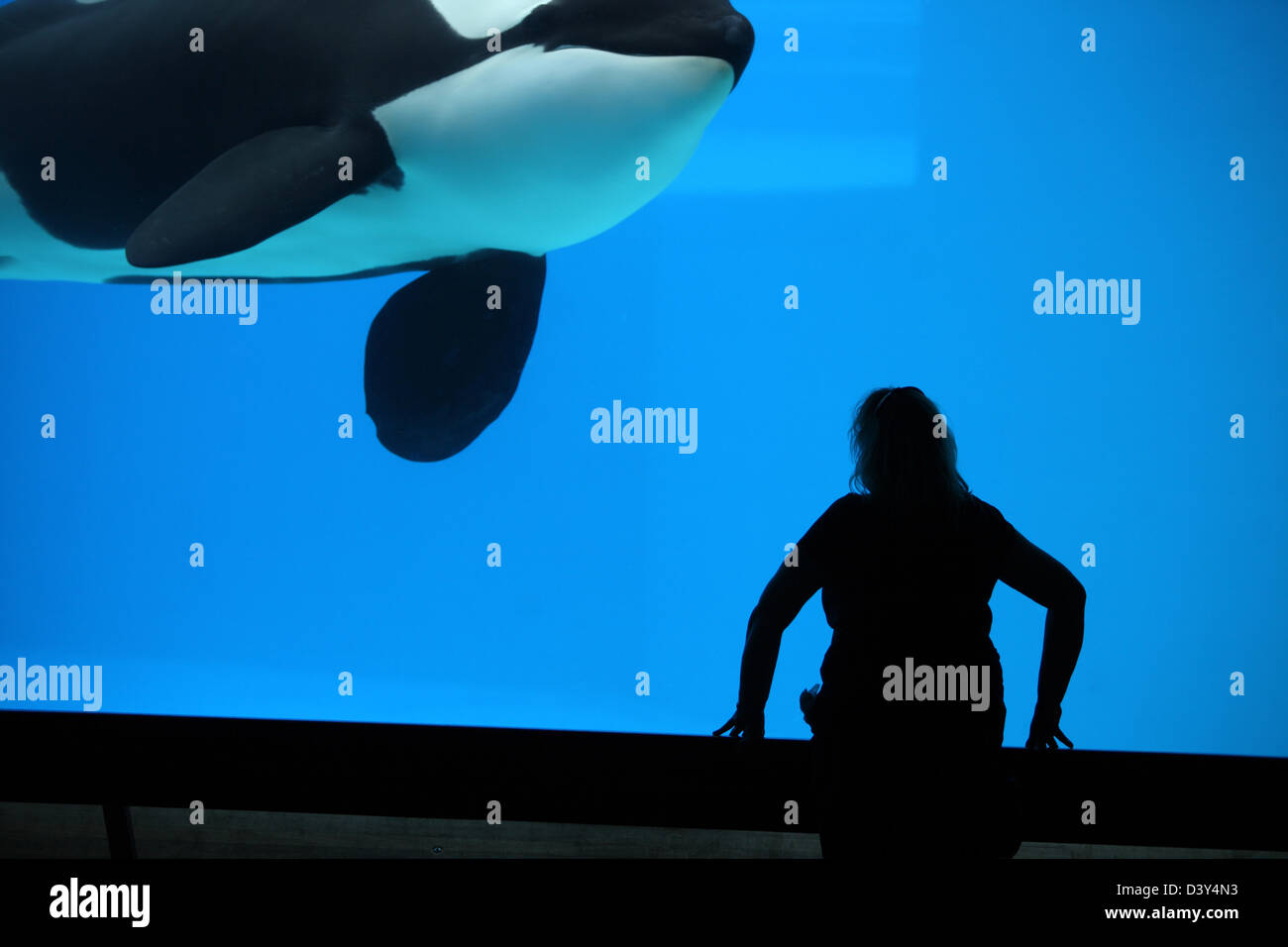 killer whale in aquarium Stock Photo Alamy