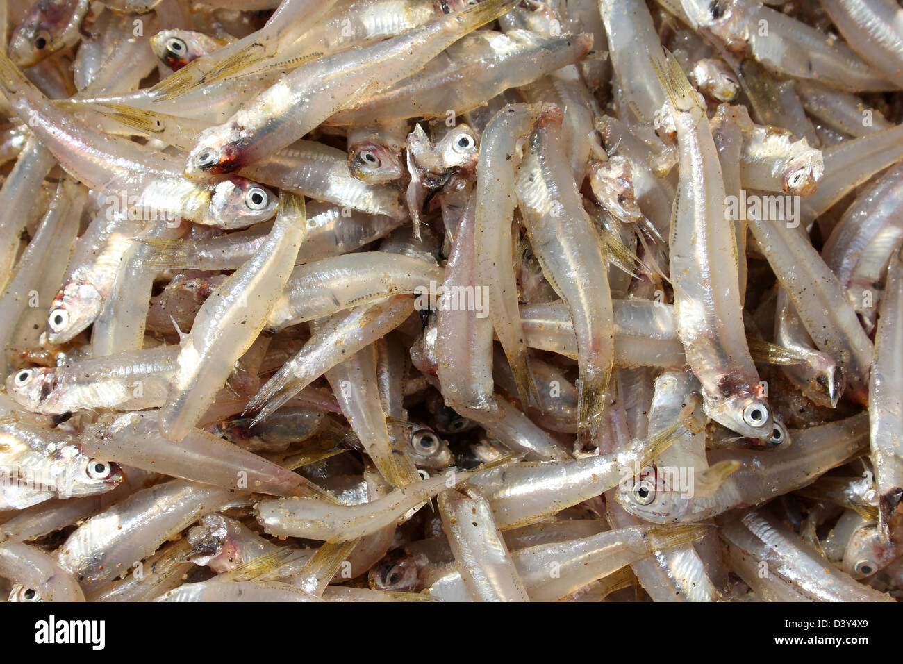 Whitebait Fish For Sale At Negombo Fish Market, Sri Lanka Stock Photo