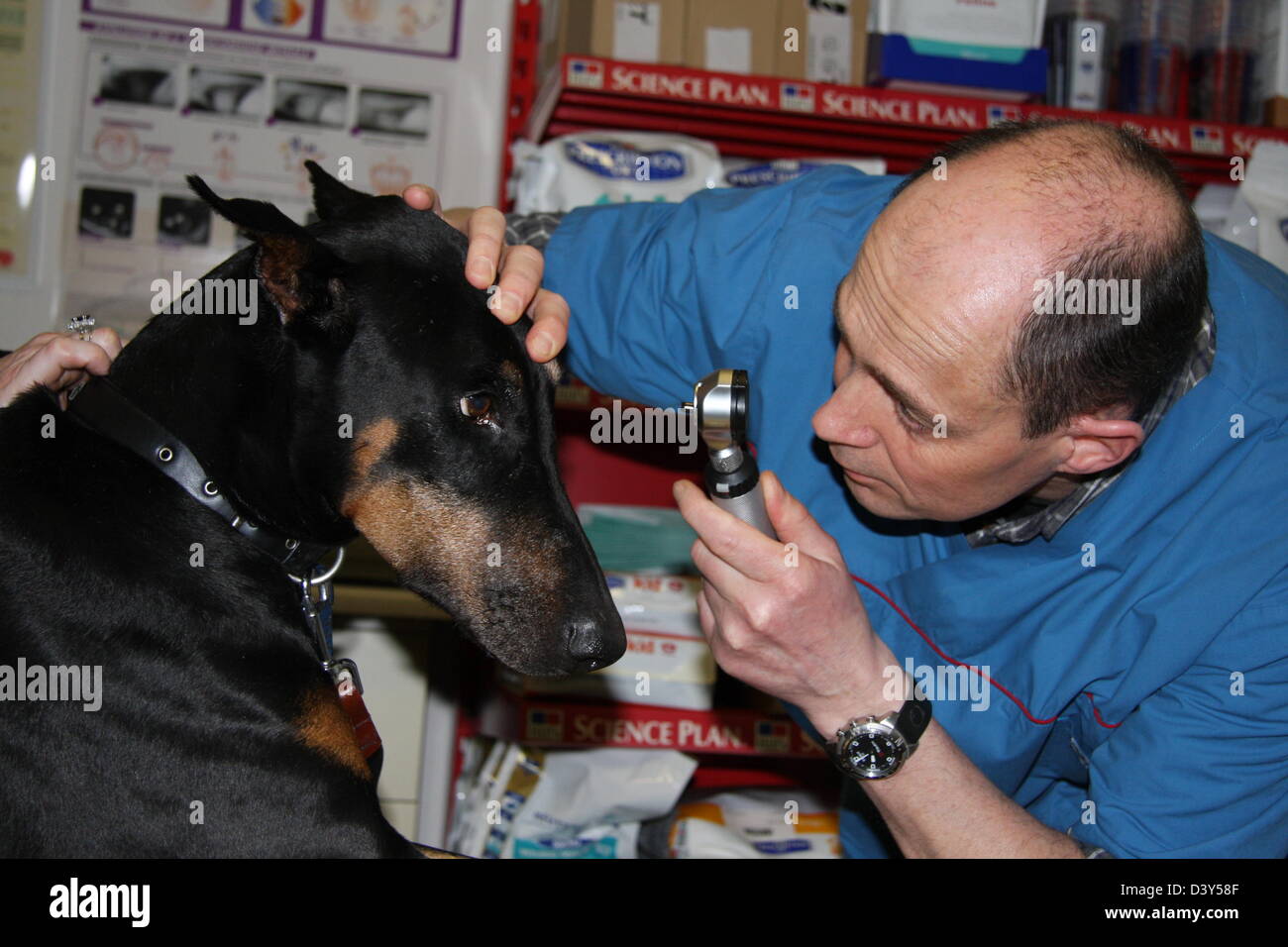 Dog Doberman /  veterinarian examines the eyes Stock Photo