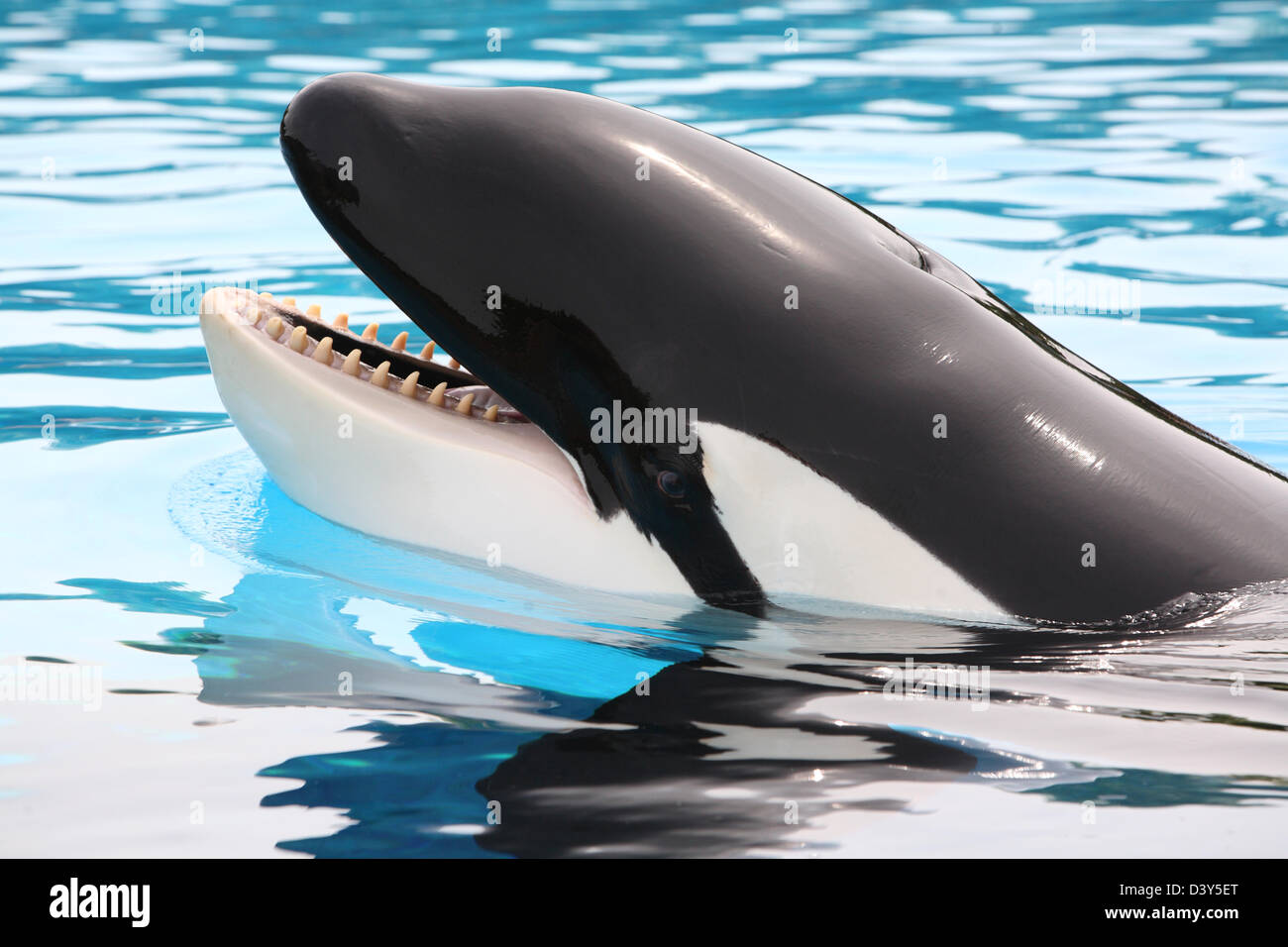 killer whale in aquarium Stock Photo